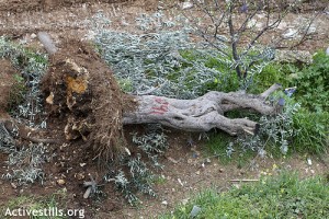 Action against uprooting of trees in Beit Jala, 03.03.2010